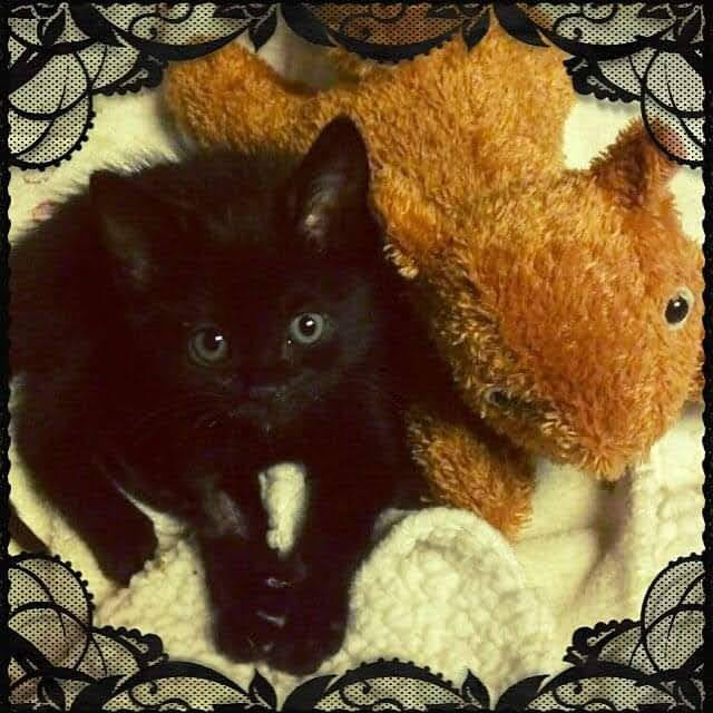 Taking a Cat to Korea Merlin’s Story Koffee & Kpop